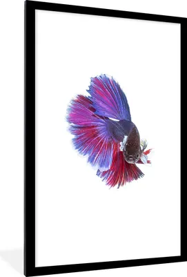 Produktbild von MuchoWow® Gerahmtes Poster Fische - Meerestiere - Schwanz 60x90 cm - Poster mit Schwarzem Bilderrahmen Wandposter Rahmen Foto Bilder - Dekoration - Wandposter Wohnzimmer - Hochwertig
