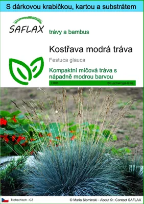 Obrázek produktu pro SAFLAX Dárková sada - Kostřava modrá tráva - Festuca glauca - 50 Semena - S dárkovou krabičkou, přepravním štítkem, dárkovou kartou a pěstebním médiem