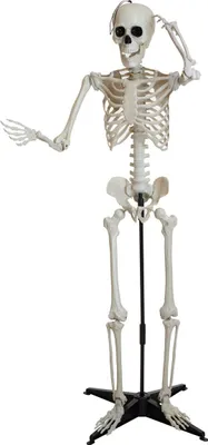 Obrázek produktu pro EUROPALMS Halloweenová kostra, stojící, 150 cm