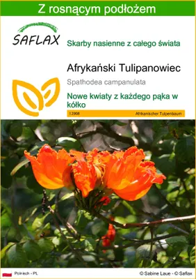Zdjęcie produktu dla SAFLAX - Afrykański Tulipanowiec - 30 Nasiona - Z podłożem uprawowym wolnym od zarazków - Spathodea campanulata