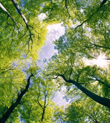 Produktbild von Fototapete - Trees 225x250cm - Vliestapete