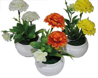 Produktbild von Blume Kugelchrysantheme im weissen Topf, 14cm