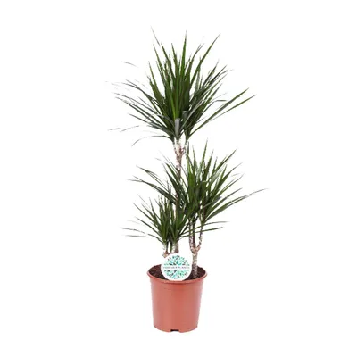 Immagine prodotto di Dracaena marginata