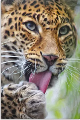 Produktbild von ARTland Wandbild Alu für Innen & Outdoor Leopard Größe: 40x60 cm