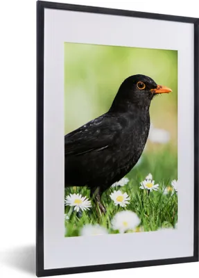 Produktbild von MuchoWow® Gerahmtes Poster Vogel - Amsel - Blumen 40x60 cm - Poster mit Schwarzem Bilderrahmen Wandposter Rahmen Foto Bilder - Poster in Rahmen