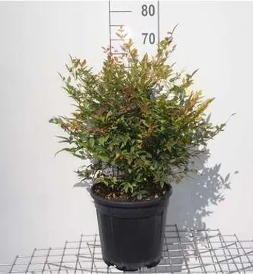 Productafbeelding van Nandina domestica 'Gulfstream' - Himmelsbambus, 40-50 cm - In pot