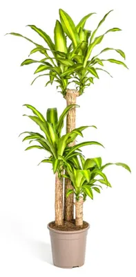 Zdjęcie produktu dla Dracaena Fragrans Massangeana - 130-150cm - Ø24cm - Roślina doniczkowa - Zimozielony