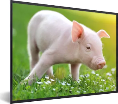 Produktbild von MuchoWow® Gerahmtes Poster Tiere - Ferkel - Schwein 80x60 cm - Poster mit Schwarzem Bilderrahmen Wandposter Rahmen Foto Bilder - Schwarzem - Mit Gestell