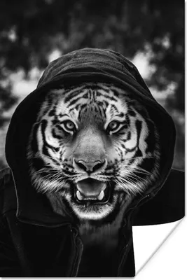 Produktbild von MuchoWow® Poster Tiger mit Kapuze - schwarz und weiß 20x30 cm - Papierdruck