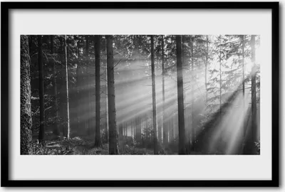 Produktbild von Bild 60x40 MDF-Rahmen Wandkunst Natur Wald Sonnenstrahlen