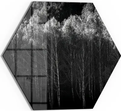 Produktbild von DEQORI Glasbild Echtglas 40x35 cm 'Stille des Waldes' Wandbild Bild modern Deko