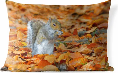 Produktbild von MuchoWow® Outdoor Kissen - Eichhörnchen zwischen dem Herbstlaub - 60x40 cm - Wetterfest - Lounge Kissen - Zierkissen - Kissen für Innenräume