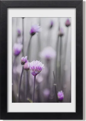 Produktbild von Bild 20x30 MDF-Rahmen, Wandkunst Schnittlauchblumen