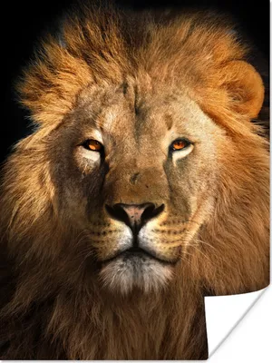 Produktbild von MuchoWow® Poster Löwe - Tiere - Schwarz - Hell - Braun - Porträt 60x80 cm - Schlafzimmer Dekoration