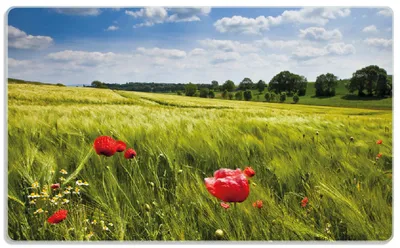 Produktbild von Wallario Frühstücksbrettchen aus Glas, je 14 x 23 cm, mit rutschfesten Füßen, Motiv Mohnblumenwiese auf grüner Wiese unter blauem Himmel