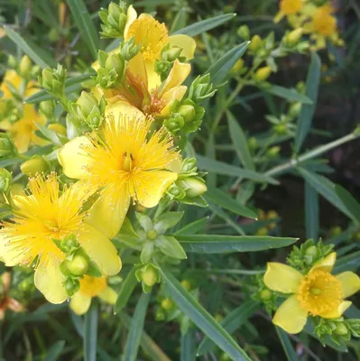 Image de Millepertuis Hypericum densiflorum 'Buttercup' 40 - 60 cm jaune