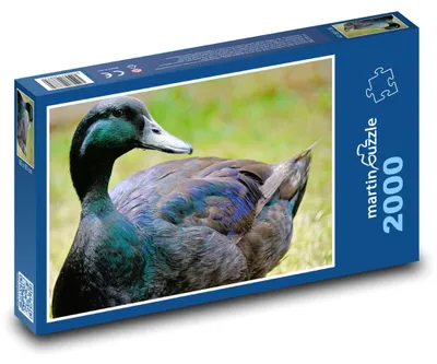 Obrázok produktu pre Puzzle 2000 Kačka na zelenej lúke - martinpuzzle