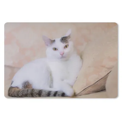 Produktbild von MuchoWow® Schreibtischunterlage Katze - Weiß - Bank - Mädchen - Kinder - Jungen - Kinder 60x40 cm - XXL Mauspad - Großes Mauspad