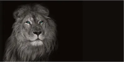 Produktbild von Leinwandbild - Motiv: Löwe - 50 x 100cm