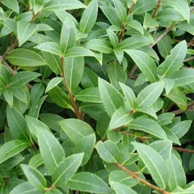 Obrázok produktu pre 2 x Osmanthus burkwoodii | 30-50 cm v nádobe