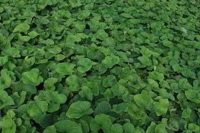 Image de 6 x Brunnera macr. 'Betty Bowring' - Caucasian Vergissmeinnicht - Topf 9 x 9 cm