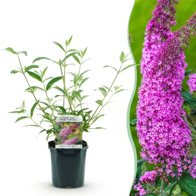 Produktbild von GreenboutiQ - Schmetterlingsflieder Winterhart - Buddleja davidii Pink Delight - Blüte Rosa - 1 Pflanze - Laubabwerfend - Schmetterlingsanziehend - Topf 17cm Höhe 25cm