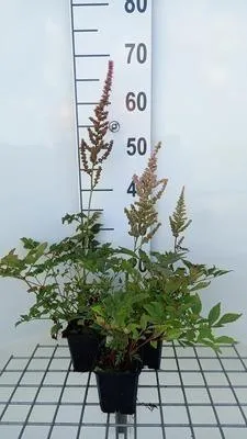 Produktbild von 6 x Astilbe (a) 'Erika' - Prachtspiere - Topf 9 x 9 cm