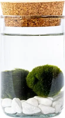 Obrázek produktu pro Gardners Skleněná váza LIPIA výška 11,5 cm a 2 řasokoule