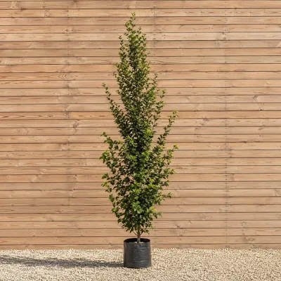 Produktbild von Hainbuche Stammbusch Fastigiata 250-300 cm, Stammumfang 10-12 cm - Carpinus betulus Stammbusch