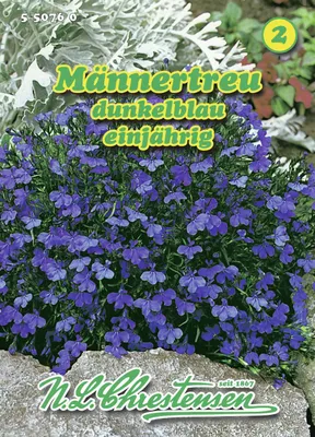 Artikelbild 1 von 'Männertreu Dunkelblau' aus der Kategorie Blumensamen