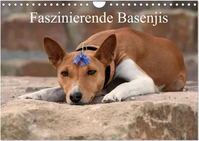 Produktbild von Faszinierende Basenjis (Wandkalender 2025 DIN A4 quer), CALVENDO Monatskalender