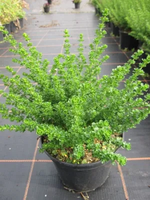 Produktbild von Prostanthera cuneata - Gebirgsbuschminze - Australminze - Tasmanische Strauchminze - 30-40cm