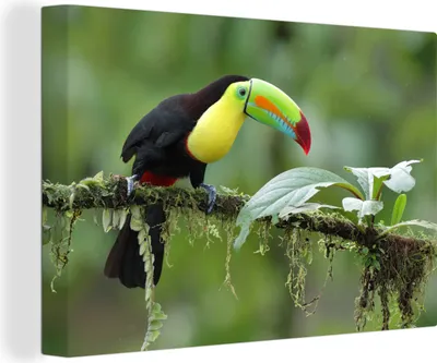 Produktbild von OneMillionCanvasses® - Leinwandbilder - 140x90 cm, Tukan - Vogel - Zweig - Moos - Blätter, Wandbilder Kunstdruck Wanddekoration - Foto auf Leinwand - Gemälde auf Holzrahmen