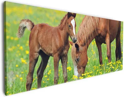 Produktbild von Wallario Premium Leinwandbild Pferde auf der Koppel in Größe 50 x 125 cm