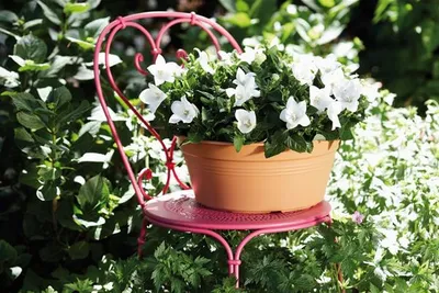 Obrázok produktu pre elho green basics Schale 38cm - jemný tonrot