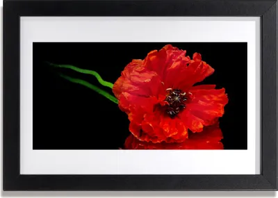 Produktbild von Bild 30x20 MDF-Rahmen Wandkunst Natur Blume Mohnpflanze