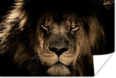 Produktbild von MuchoWow® Poster Löwe - Tiere - Schwarz - Porträt 120x80 cm - Bilder
