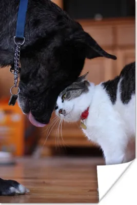 Produktbild von MuchoWow® Poster Katze - Hund - Tiere 80x120 cm - Papierdruck