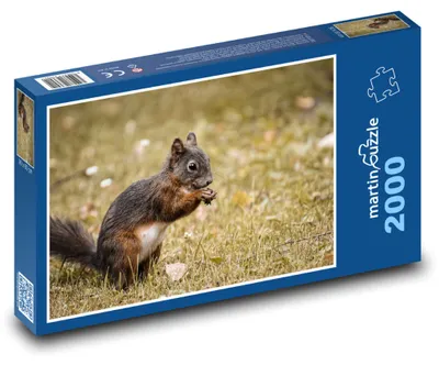 Obrázek produktu pro Puzzle 2000 Veverka v trávě - martinpuzzle
