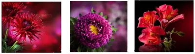 Immagine prodotto di Fiori In Tela 20X60