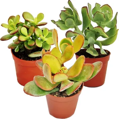 Produktbild von Sada stromcekov, 3 rôzne druhy Crassula v 5,5 cm kvetináci