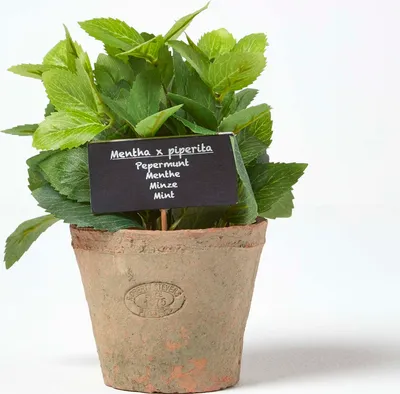 Obrázek produktu pro HOMESCAPES Umělá mátová rostlina v květináči