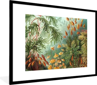 Produktbild von MuchoWow® Gerahmtes Poster Alte Meister - Kunst - Muscinae - Haeckel 80x60 cm - Poster mit Schwarzem Bilderrahmen Wandposter Rahmen Foto Bilder - Schlafzimmer-Dekorationen - Fotoposter