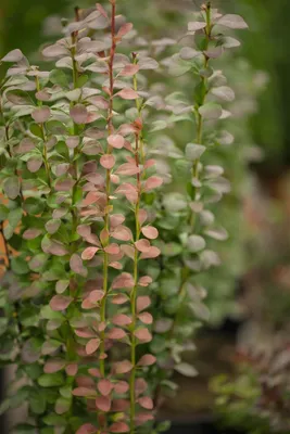 Produktbild von Berberitze Helmond Pillar 25-30 cm, im Topf - Berberis thunbergii