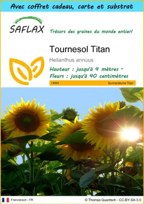 Image de SAFLAX Ensemble-cadeau - Tournesol Titan - 20 graines - Helianthus