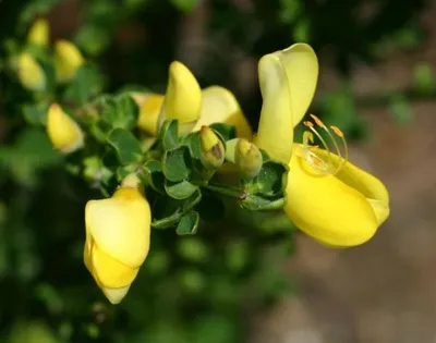 Produktbild von Gelber Ginster Luna - Cytisus scoparius - Edelginster - Schmuckginster - 40-60cm