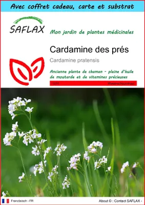 Image de SAFLAX Ensemble-cadeau - Cardamine des prés - 100 graines - Cardamine