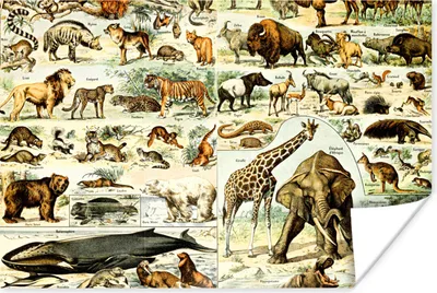 Produktbild von MuchoWow® Poster Tiere - Giraffe - Löwe 60x40 cm - Schlafzimmerdekoration