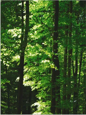 Produktbild von ARTland Wandbild Alu für Innen & Outdoor Im Buchenwald Größe: 60x80 cm