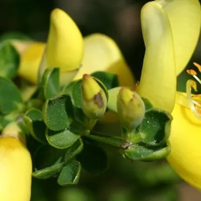 Produktbild von 2 x  Edelginster  - Cytisus 'Luna'  | 40-60 cm in Container